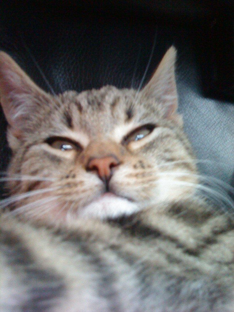 Huskat Slaske billede 15