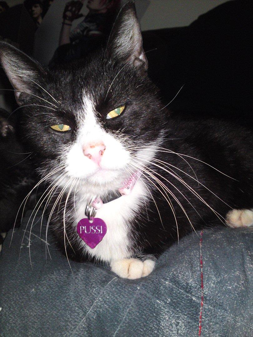 Huskat Pussi [FORSVUNDET] billede 12