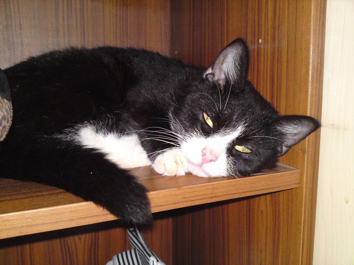 Huskat Pussi [FORSVUNDET] billede 4