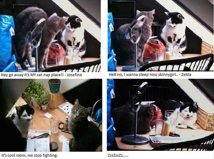 Huskat Zelda billede 7