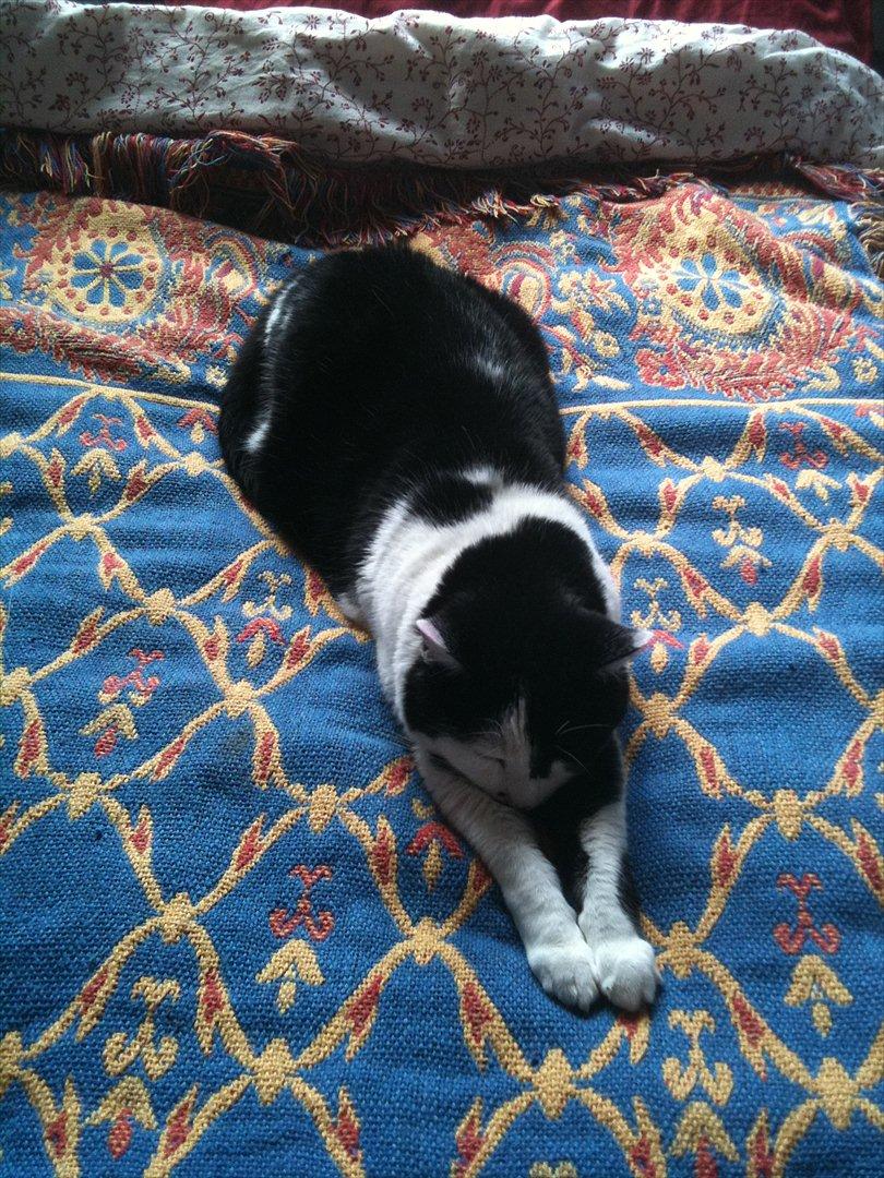 Huskat Zelda billede 8