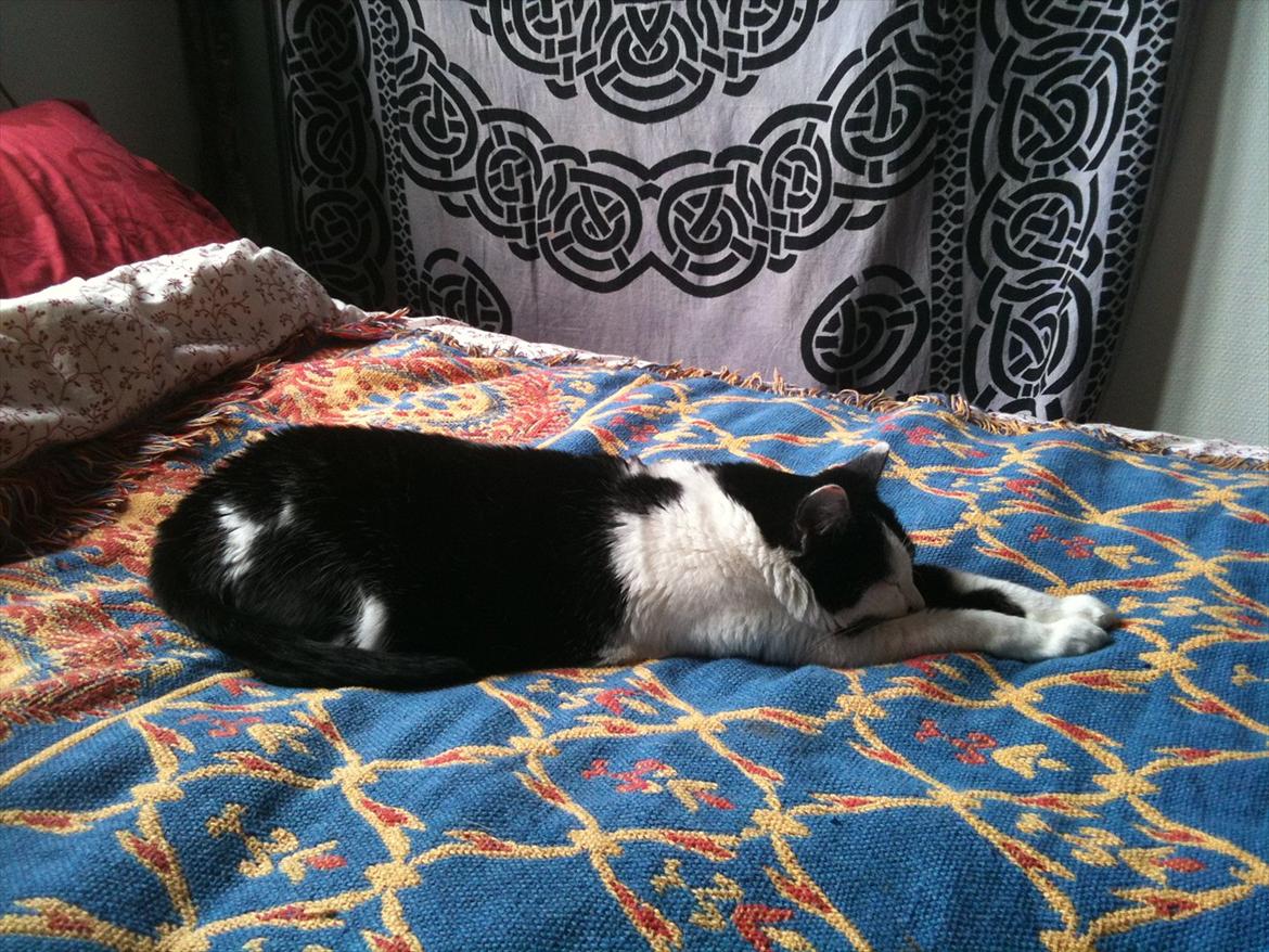 Huskat Zelda billede 9