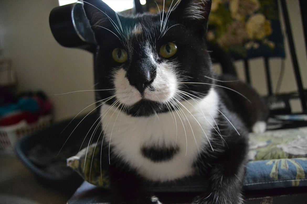 Huskat |Adonis "fat cat" billede 2