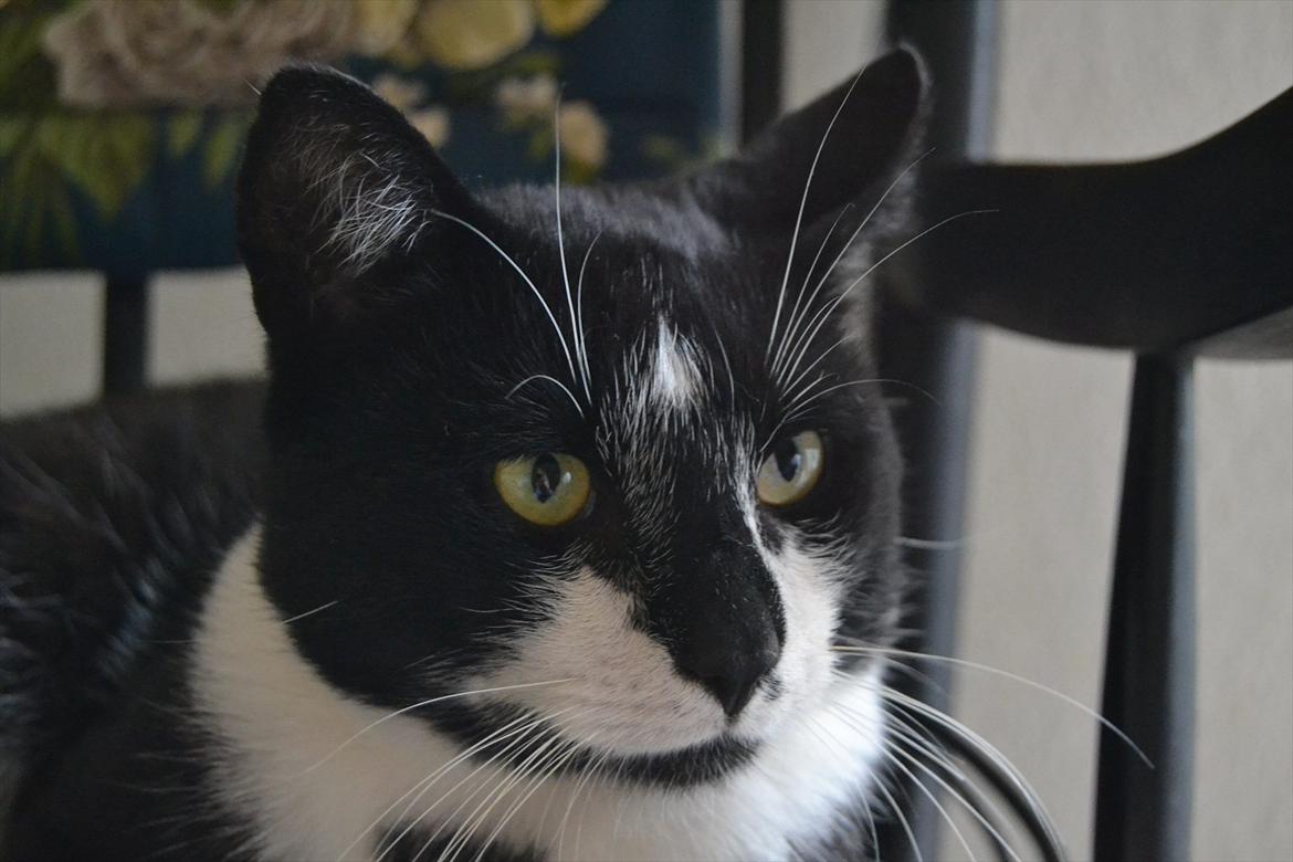 Huskat |Adonis "fat cat" billede 1