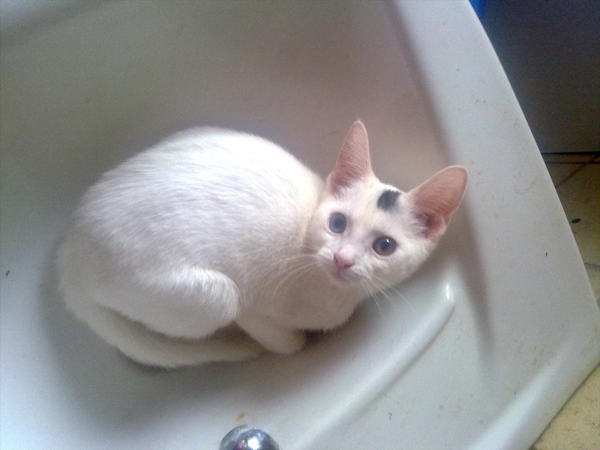 Huskat pjuske billede 11