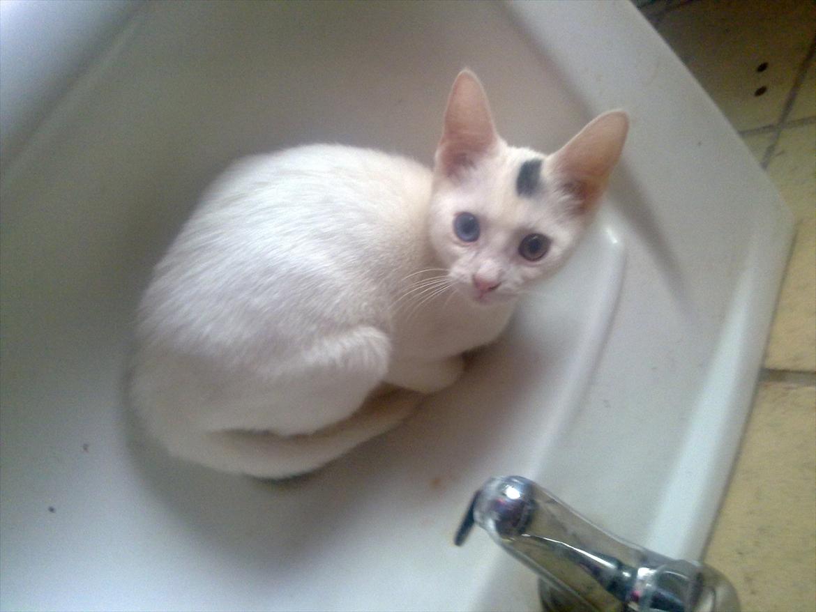 Huskat pjuske billede 12