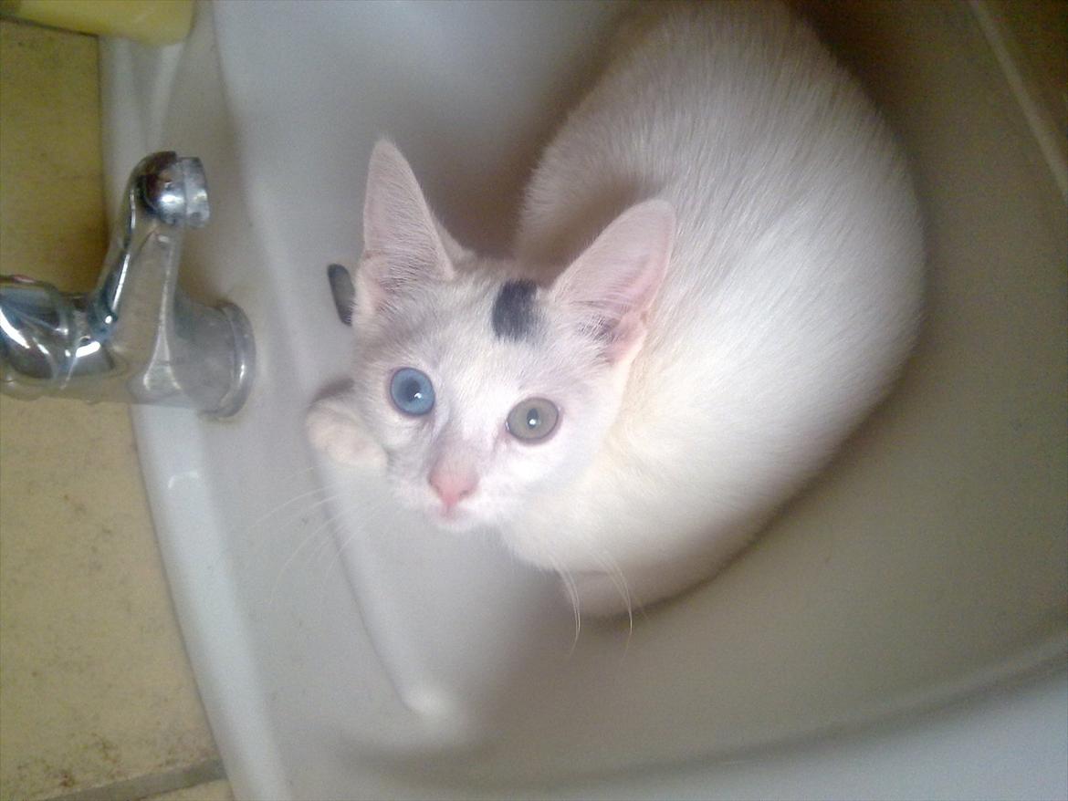 Huskat pjuske billede 13