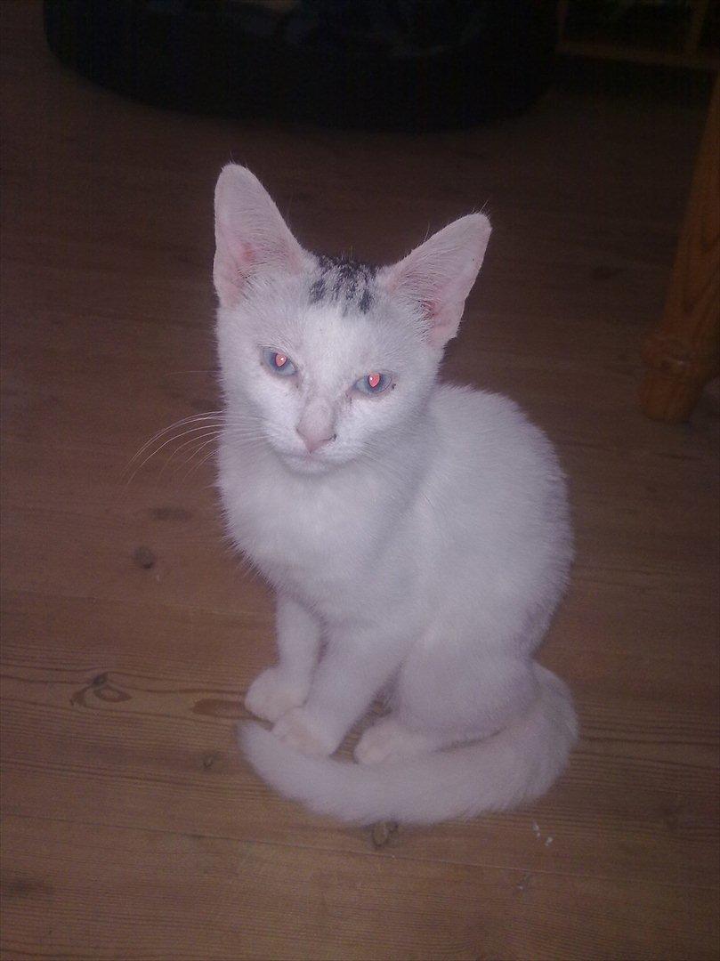 Huskat alba billede 6