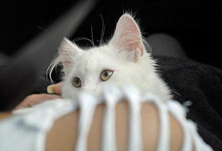 Maine Coon Solveig - Taget af CecilieWinberg.dk billede 6