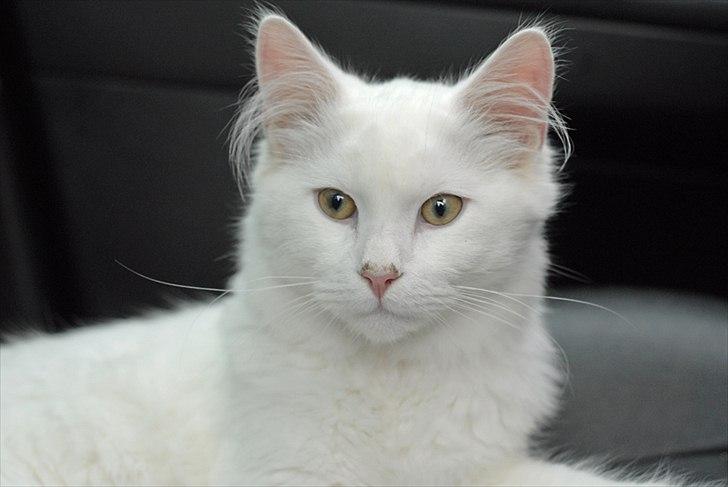 Maine Coon Solveig - Taget af CecilieWinberg.dk billede 7