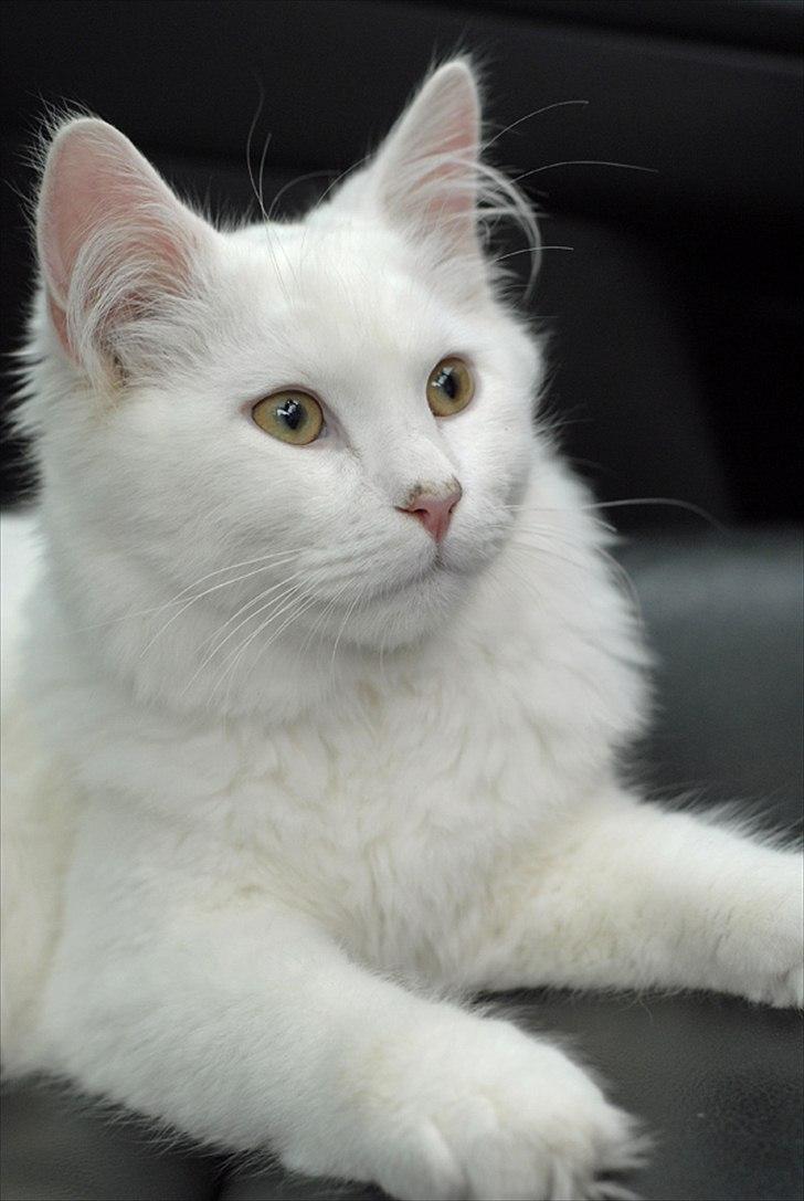 Maine Coon Solveig - Taget af CecilieWinberg.dk billede 8