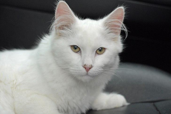 Maine Coon Solveig - Taget af CecilieWinberg.dk billede 9