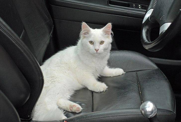 Maine Coon Solveig - Taget af CecilieWinberg.dk billede 10