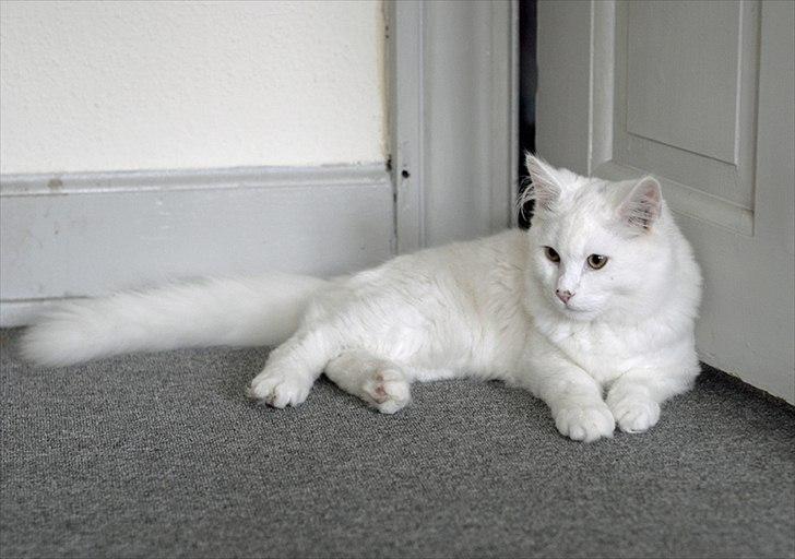 Maine Coon Solveig - Taget af CecilieWinberg.dk billede 11