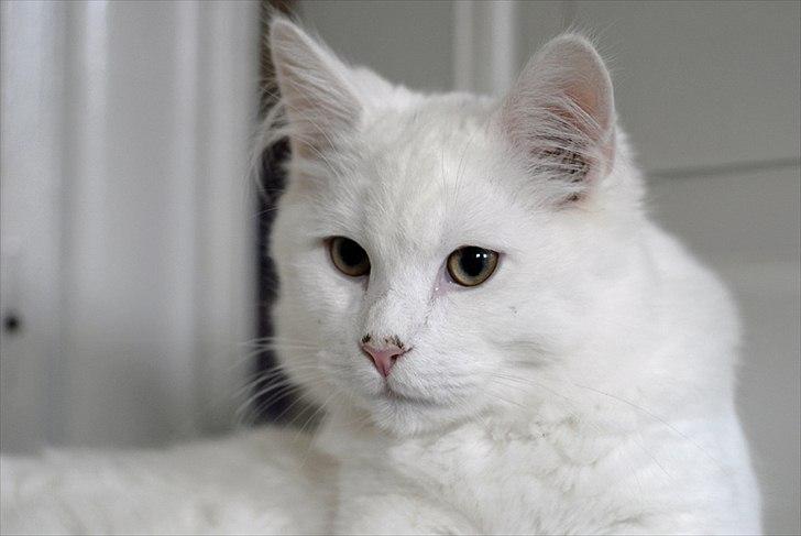 Maine Coon Solveig - Taget af CecilieWinberg.dk billede 12