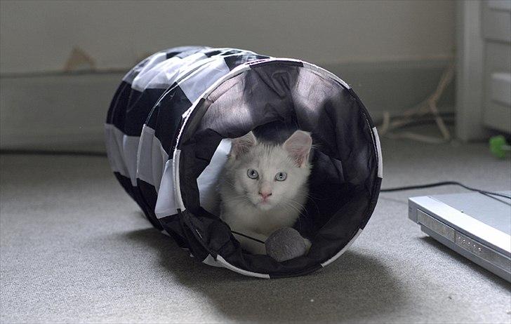 Maine Coon Eigil-Gandalf - Taget af CecilieWinberg.dk billede 6