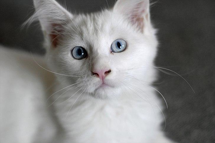 Maine Coon Eigil-Gandalf - Taget af CecilieWinberg.dk billede 7