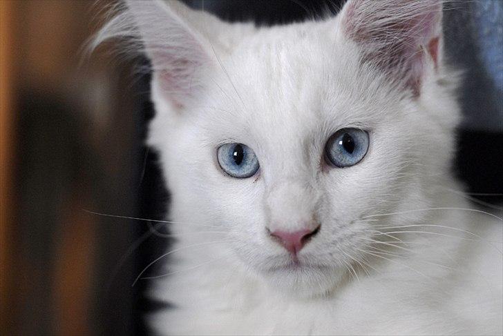 Maine Coon Eigil-Gandalf - Taget af CecilieWinberg.dk billede 8