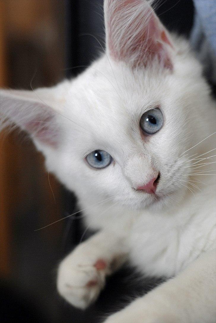 Maine Coon Eigil-Gandalf - Taget af CecilieWinberg.dk billede 9