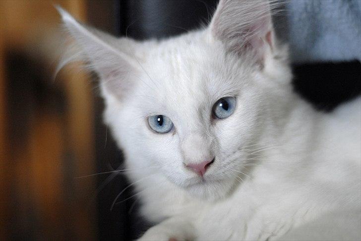 Maine Coon Eigil-Gandalf - Taget af CecilieWinberg.dk billede 10