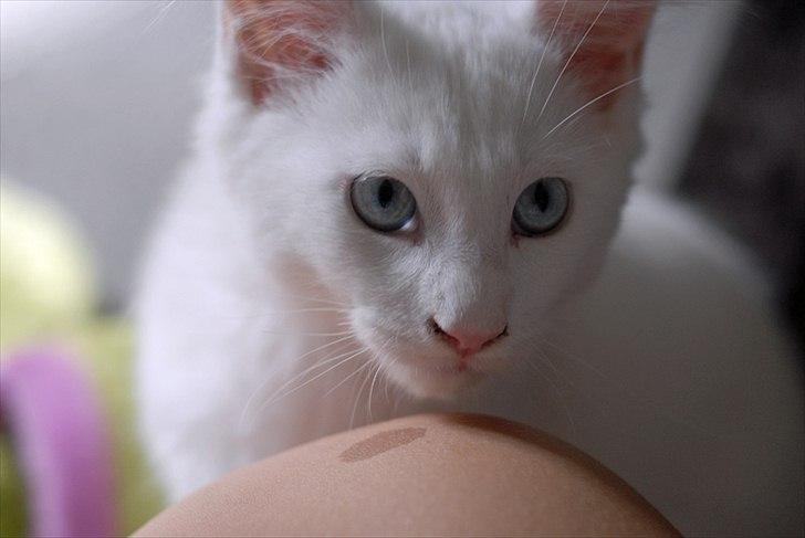 Maine Coon Eigil-Gandalf - Taget af CecilieWinberg.dk billede 11