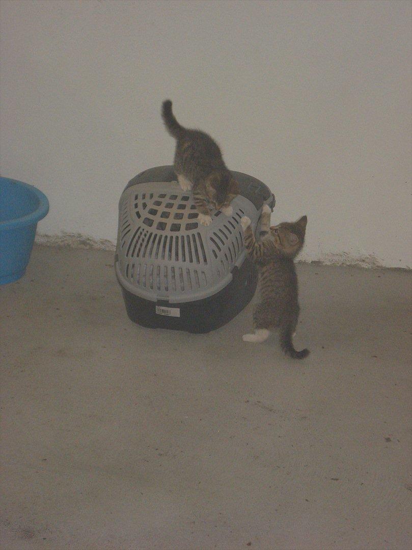 Huskat Simone - d 13 auguat 2011 billede 11