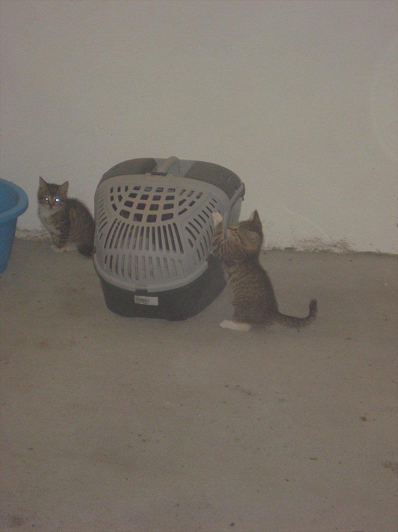 Huskat Simone - d 13 auguat 2011 billede 12