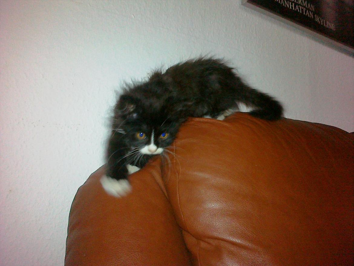 Blanding af racer Pjuske ( R.I.P aflivet ) billede 1