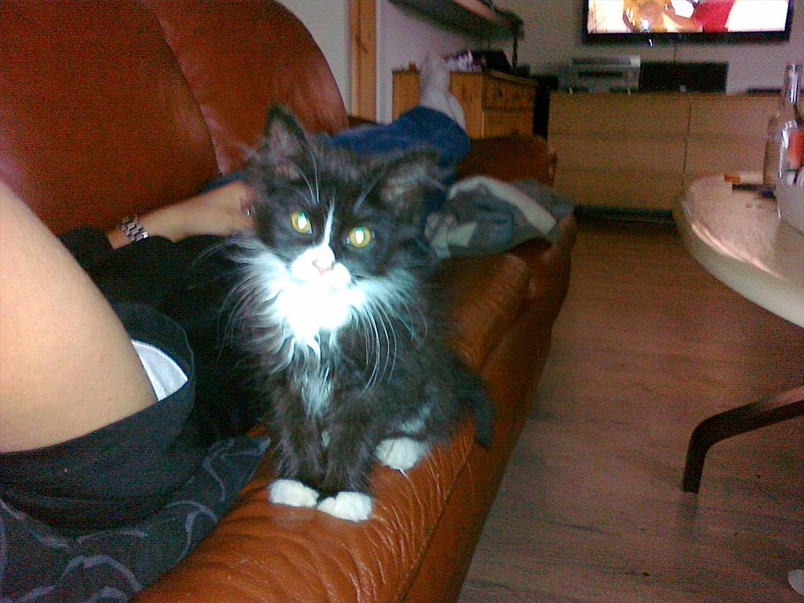 Blanding af racer Pjuske ( R.I.P aflivet ) billede 2