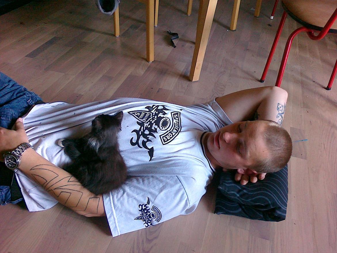 Blanding af racer Pjuske ( R.I.P aflivet ) billede 3