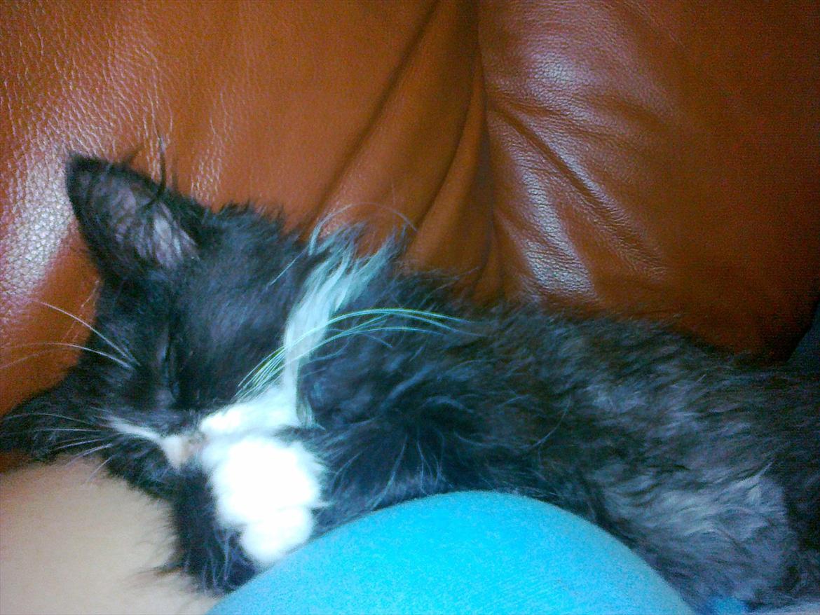 Blanding af racer Pjuske ( R.I.P aflivet ) billede 4