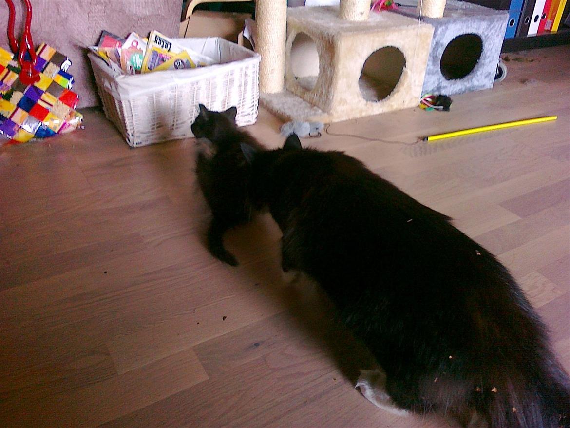 Blanding af racer Pjuske ( R.I.P aflivet ) billede 5