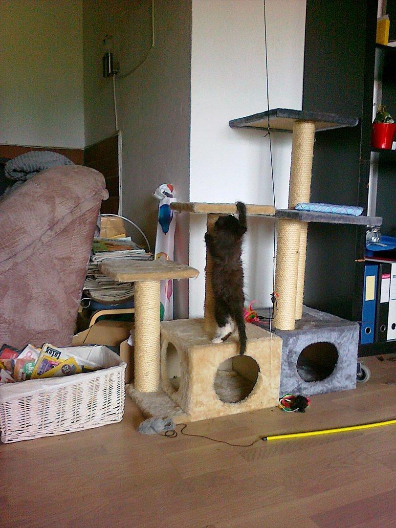 Blanding af racer Pjuske ( R.I.P aflivet ) billede 6