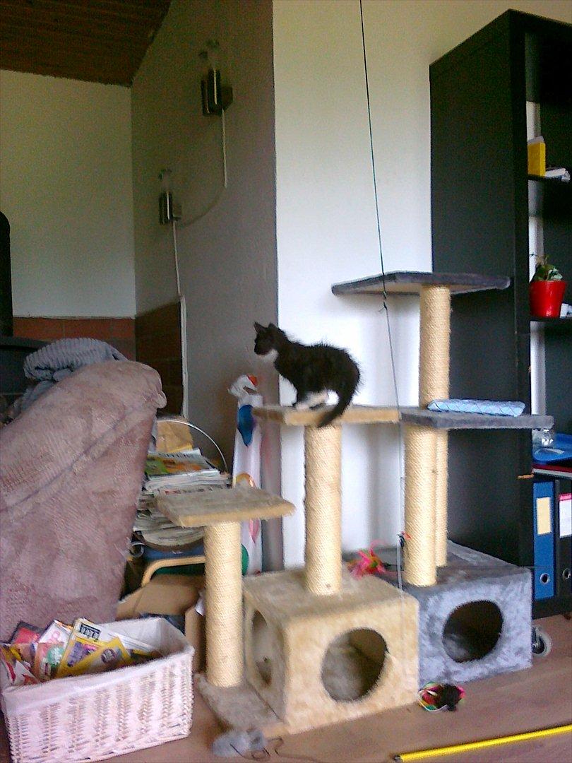 Blanding af racer Pjuske ( R.I.P aflivet ) billede 7