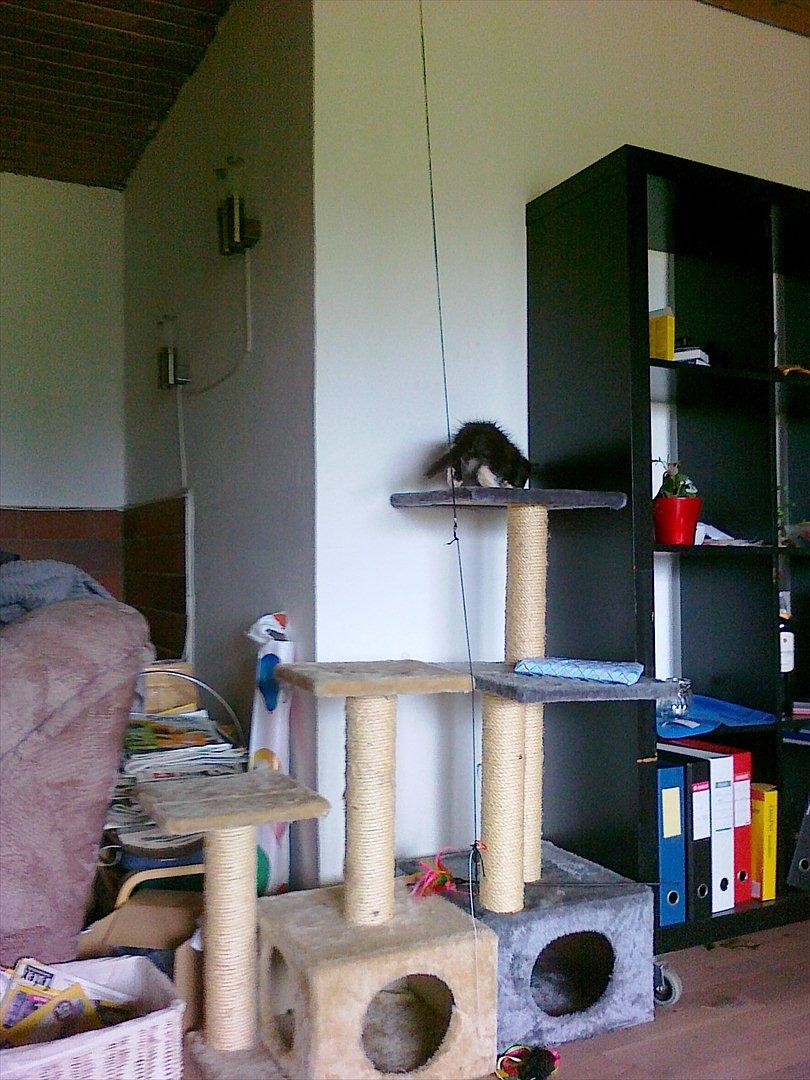 Blanding af racer Pjuske ( R.I.P aflivet ) billede 8