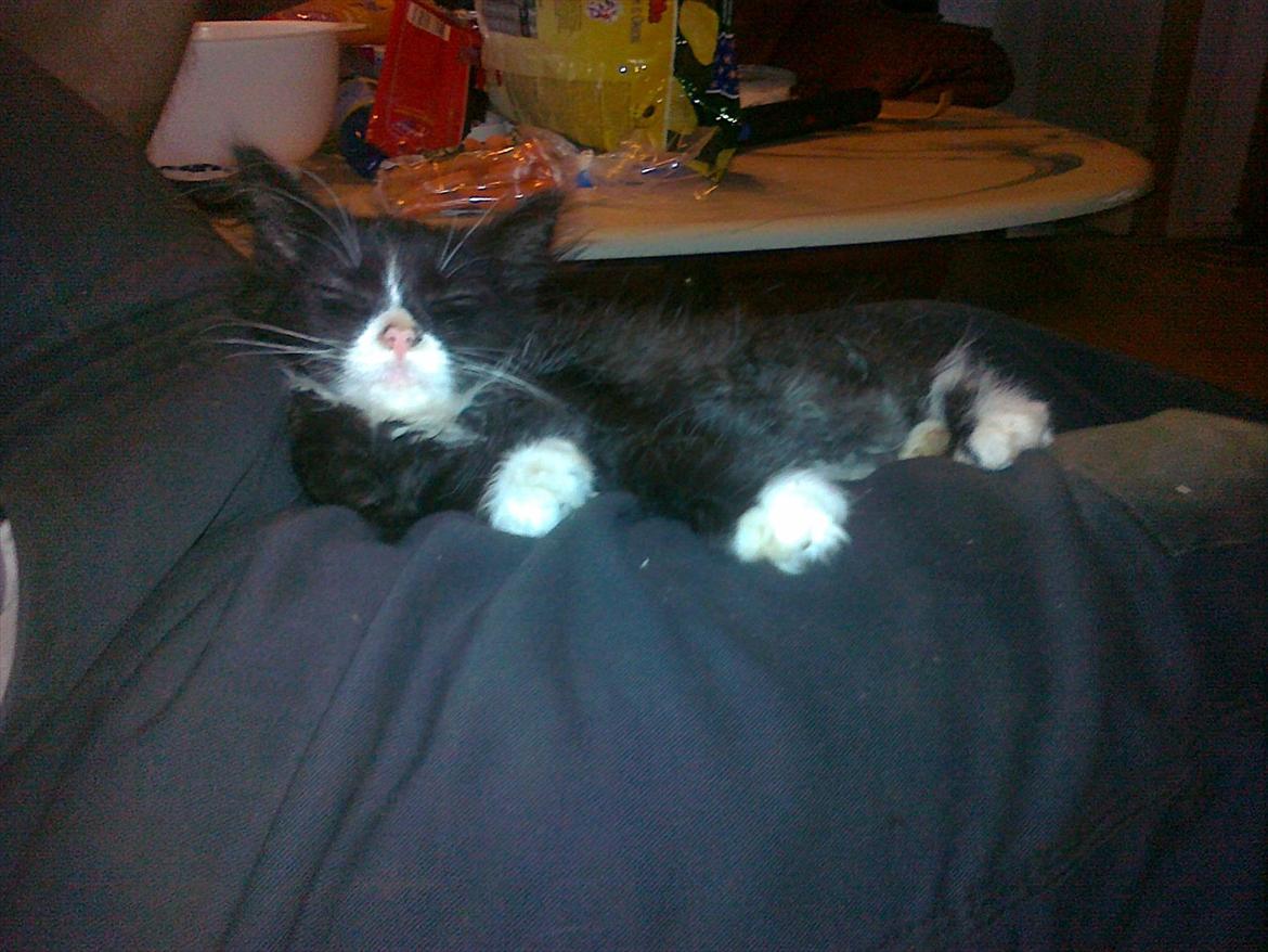 Blanding af racer Pjuske ( R.I.P aflivet ) billede 9