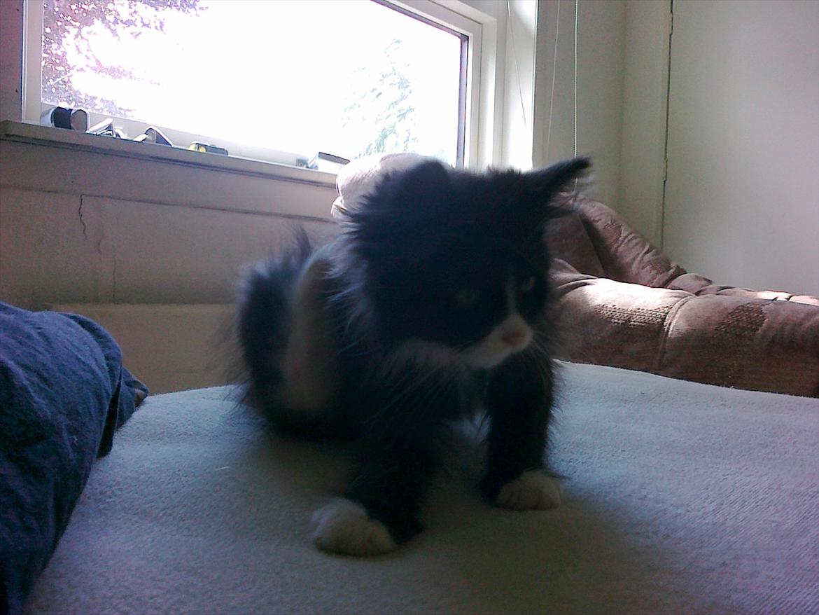 Blanding af racer Pjuske ( R.I.P aflivet ) billede 10