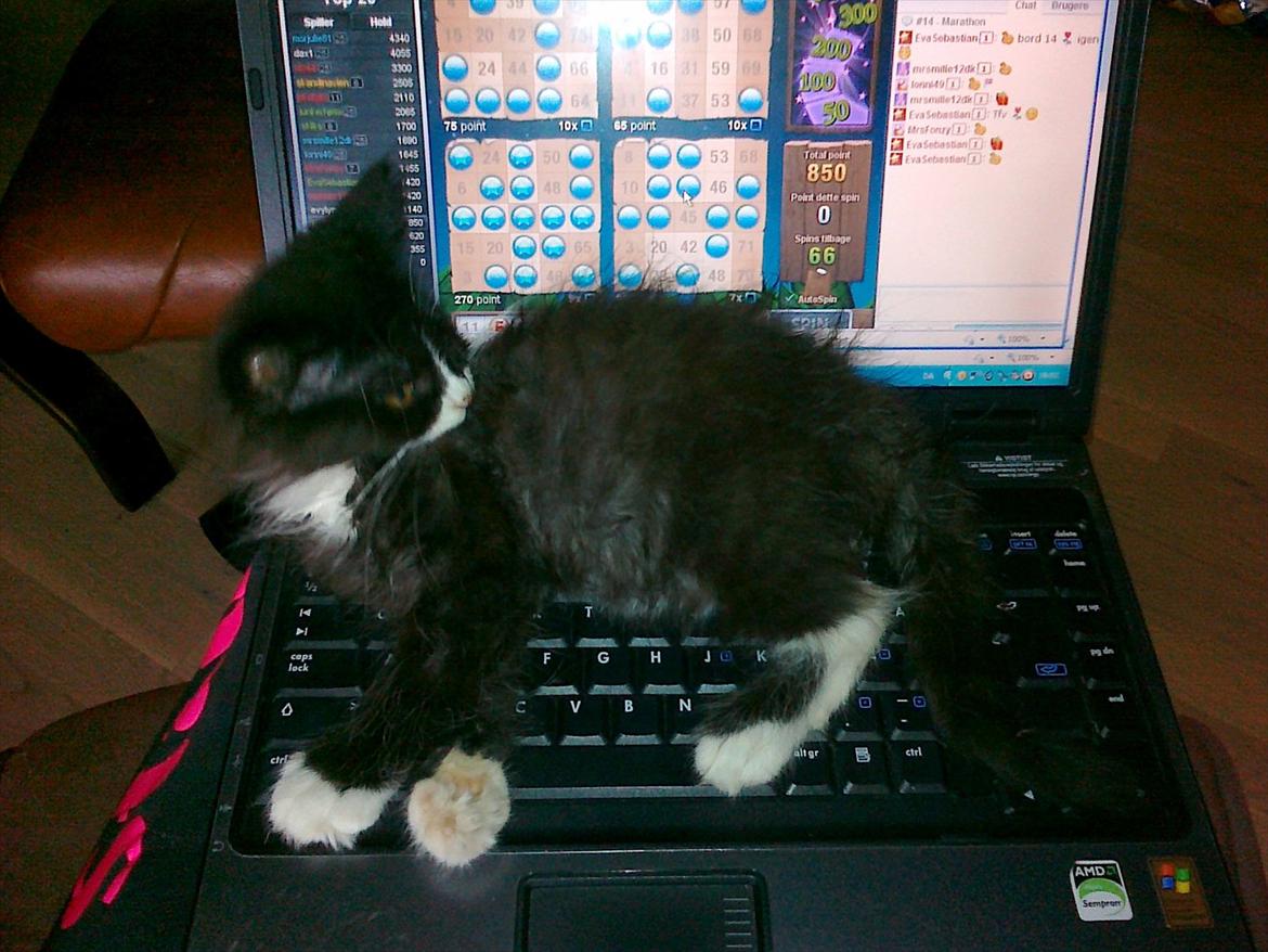 Blanding af racer Pjuske ( R.I.P aflivet ) billede 11