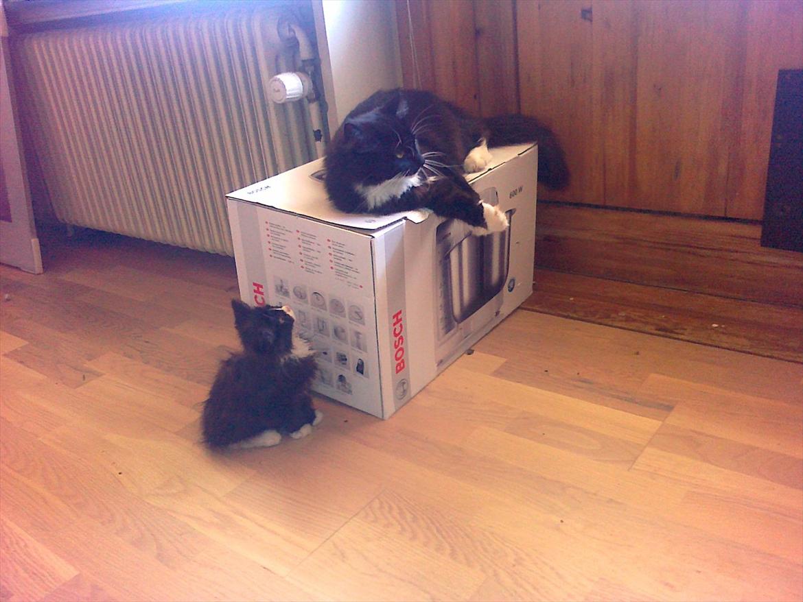 Blanding af racer Pjuske ( R.I.P aflivet ) billede 12