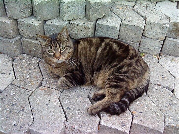 Blanding af racer sille  - hun nyder livet i solen :-) billede 9