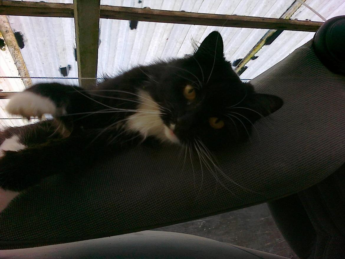 Blanding af racer mista ( aflivet) billede 7