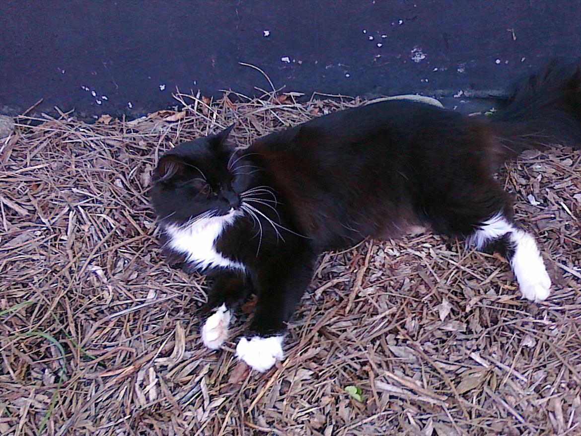 Blanding af racer mista ( aflivet) billede 8