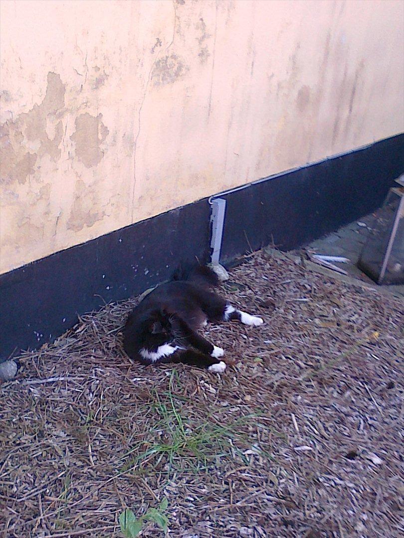 Blanding af racer mista ( aflivet) billede 9