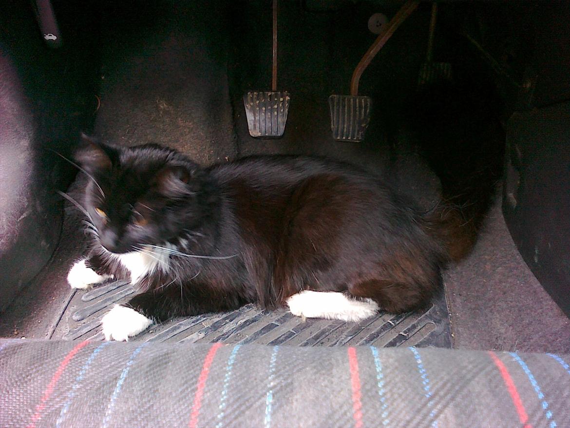 Blanding af racer mista ( aflivet) billede 10