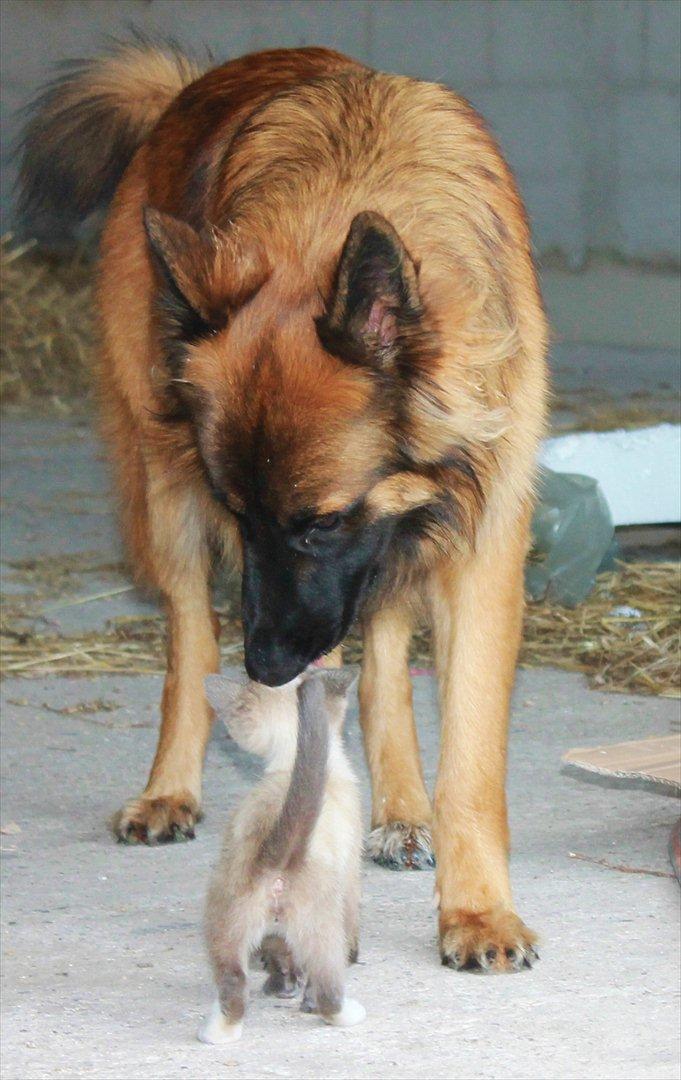 Blanding af racer spenny billede 13