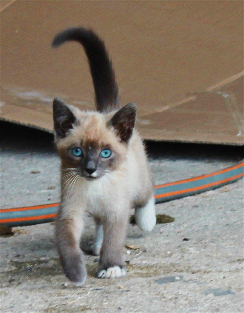 Blanding af racer spenny billede 3