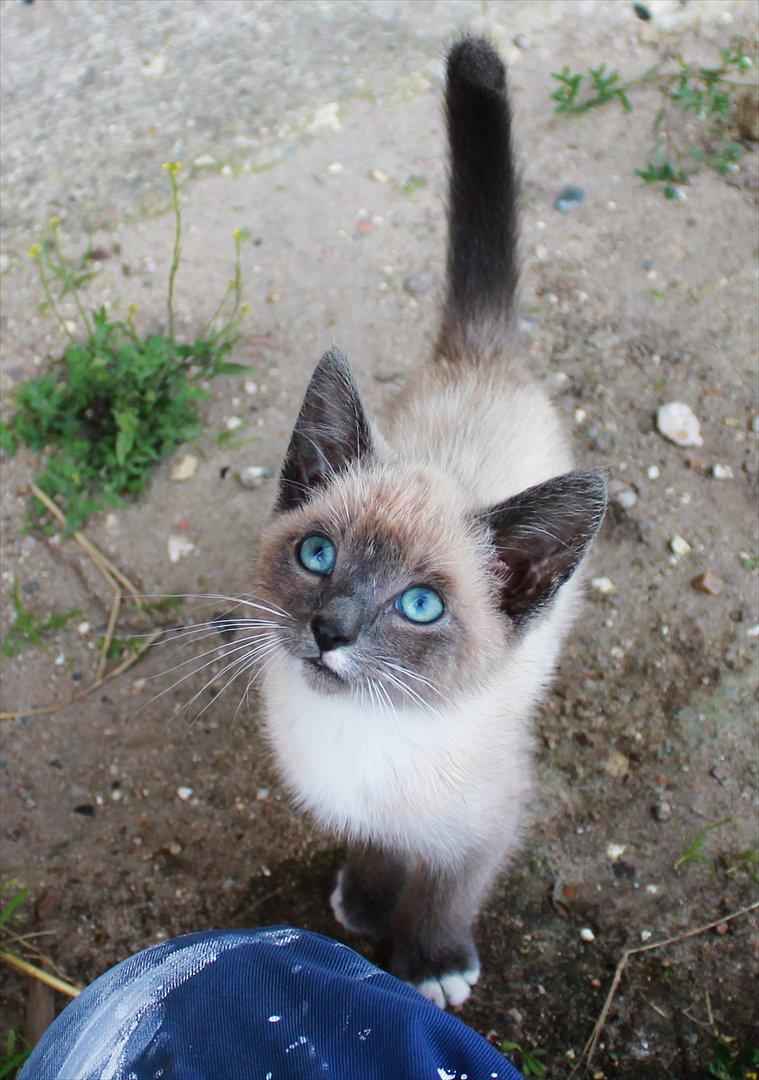 Blanding af racer spenny billede 14