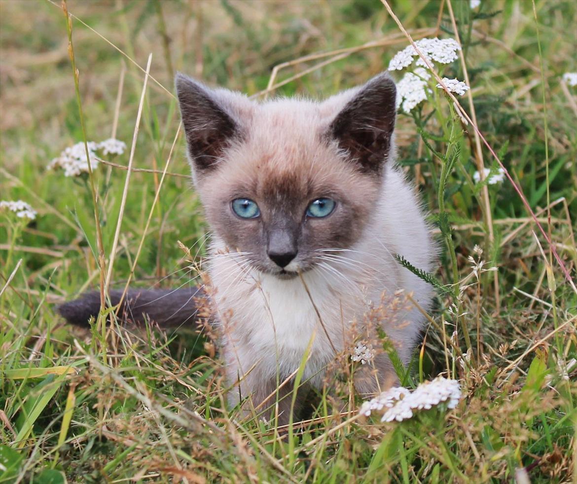 Blanding af racer spenny billede 15