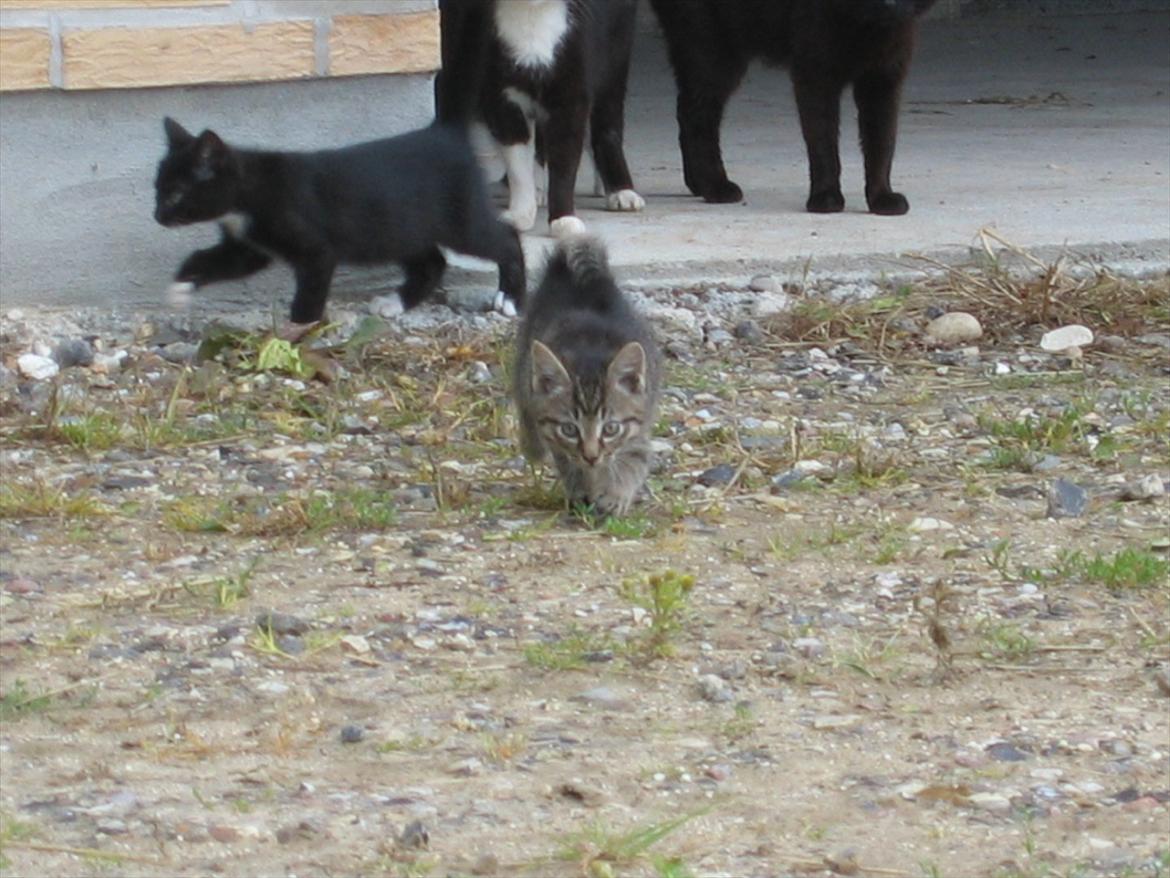 Huskat Koneco billede 12