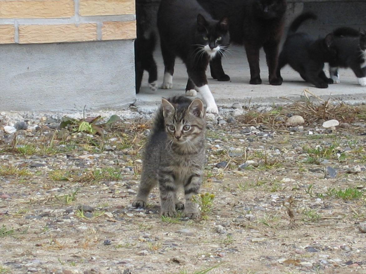 Huskat Koneco billede 13